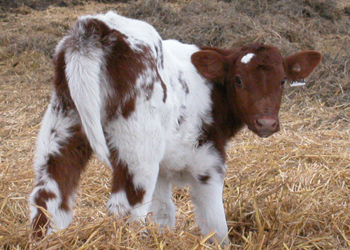 A_160 Calf 1 copy