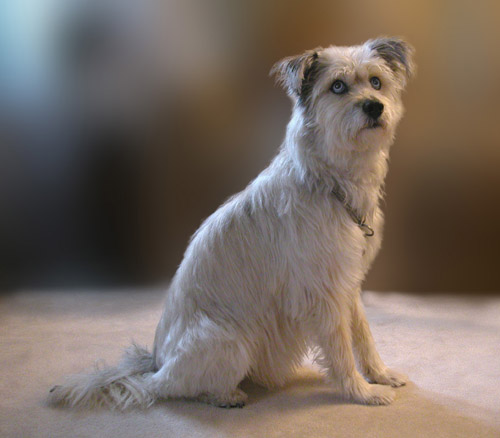 A_b231 Ginger 2 copy