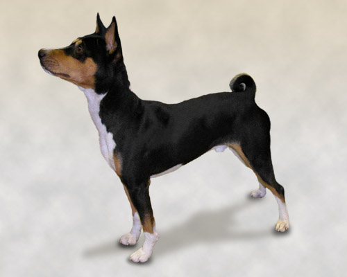 A_Basenji