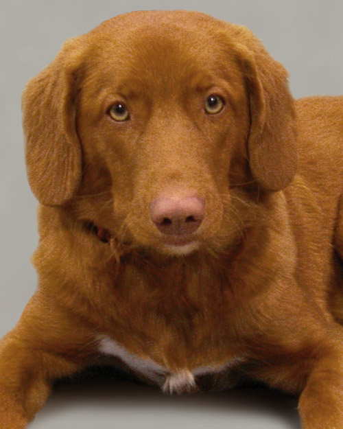 A_Big Nova Scotia cropped