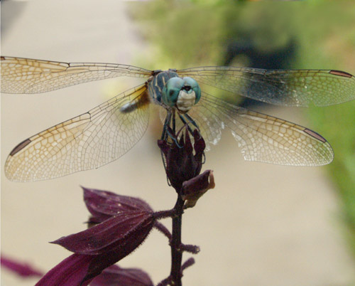 OLYMPUS DIGITAL CAMERA