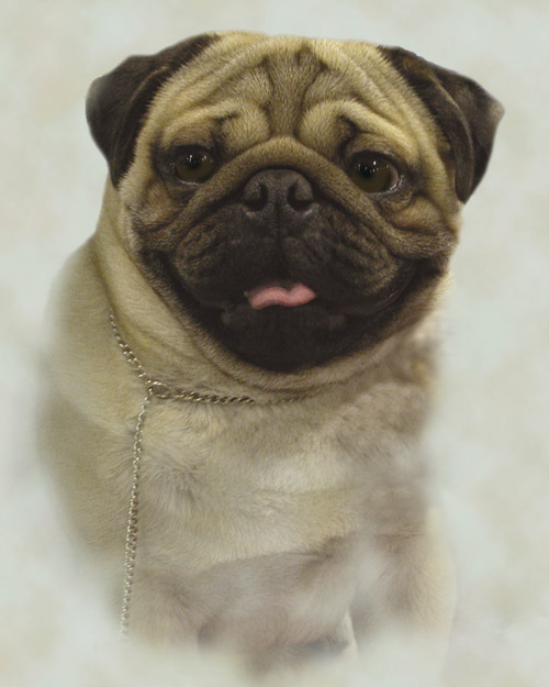 A_Pug