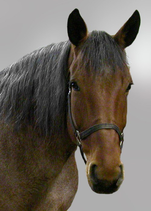 180 New Gypsy 2 Close Up