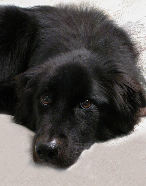 4202 Mocha 1 8x10 copy