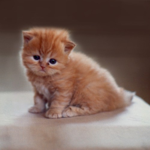 b222 Rootie 1 Baby copy